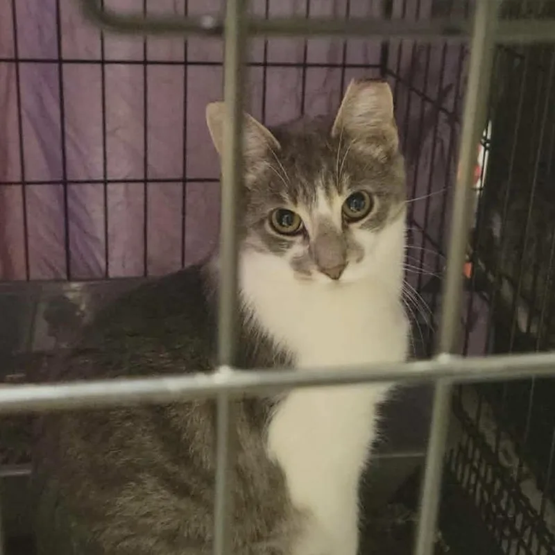 A young medium-sized male Domestic Short Hair cat named Bramble for adoption in Danbury, CT