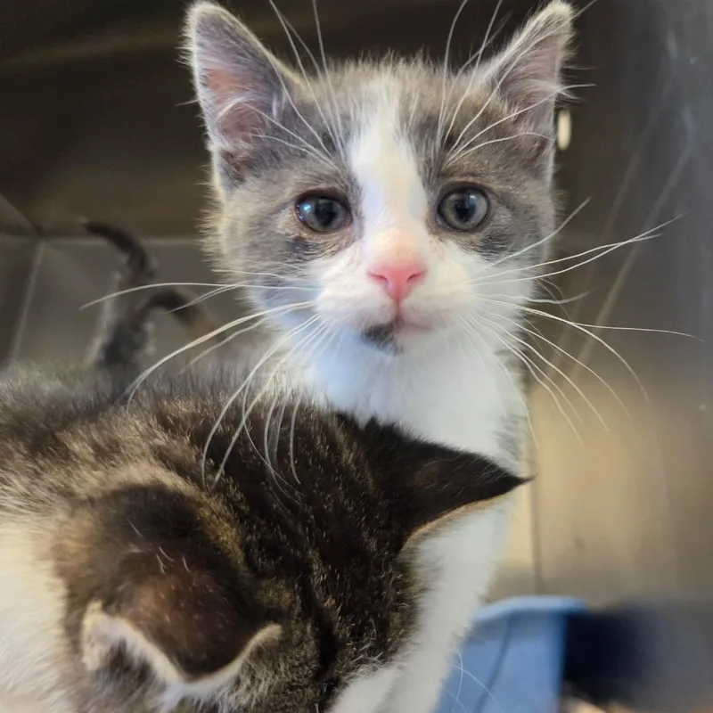 A baby small-sized male Gray / Blue / Silver Domestic Short Hair cat named Griswold for adoption in Rock Falls, IL