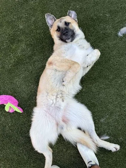 An adult large-sized male Mixed Breed dog named Astro for adoption in Lafayette, IN