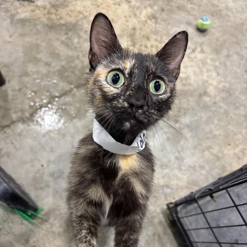 Nova