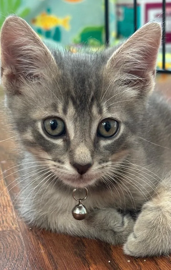 A baby medium-sized male Tabby cat named Ace for adoption in San Antonio, TX