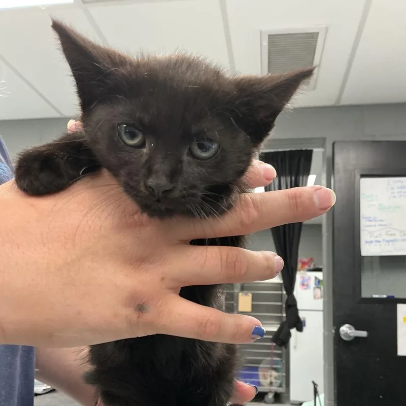 A baby small-sized female Black Domestic Medium Hair cat named Yumi for adoption in Allentown, PA