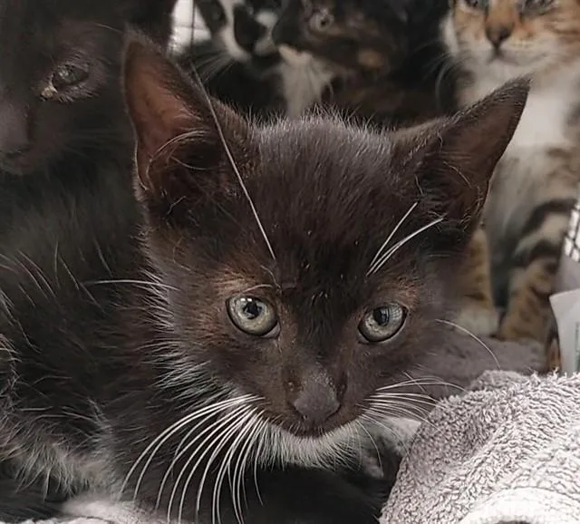 A baby small-sized male Domestic Short Hair cat named Hicks for adoption in Fort Lauderdale, FL