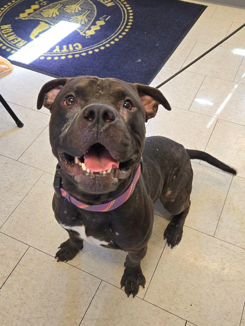 A young large-sized male American Staffordshire Terrier dog named Molder for adoption in Trenton, NJ