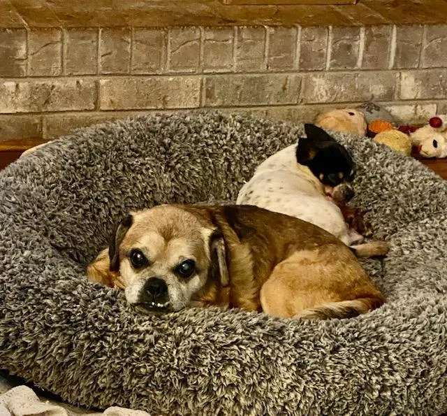 An adult small-sized male Yellow / Tan / Blond / Fawn Pug dog named Parker for adoption in Tifton, GA