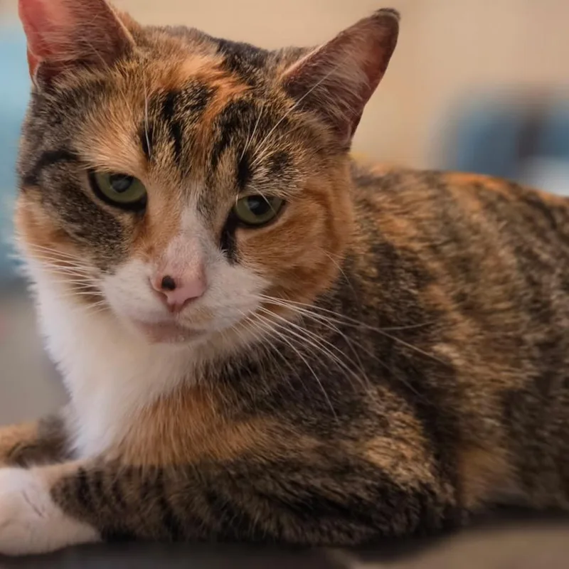 A young medium-sized female Domestic Short Hair cat named Auri for adoption in Cumming, GA