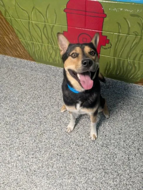 A young large-sized male Australian Kelpie dog named Chap for adoption in Clinton Township, MI