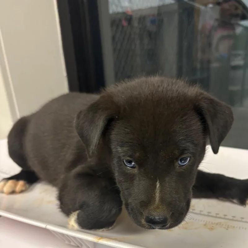 A baby small-sized male Black Mixed Breed dog named Neptune for adoption in Columbiana, AL