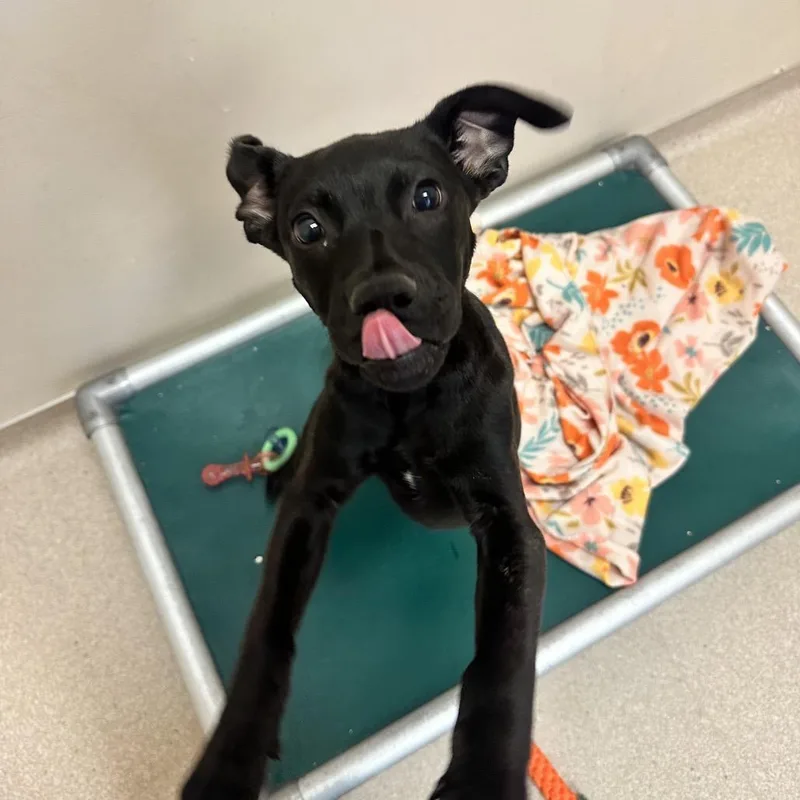 A baby medium-sized female Black Retriever dog named Claira for adoption in Kanab, UT