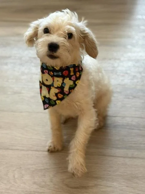 An adult small-sized male Poodle dog named Quibben for adoption in Salt Lake City, UT
