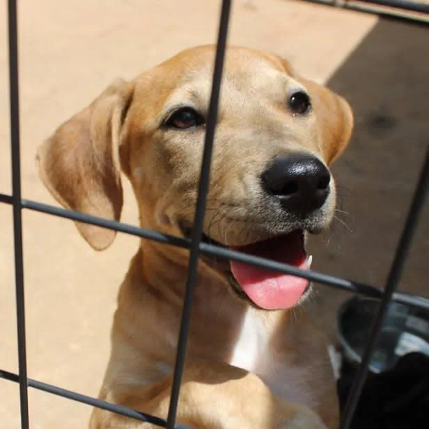 A baby small-sized female Brown / Chocolate Mixed Breed dog named Titania for adoption in Valley, AL
