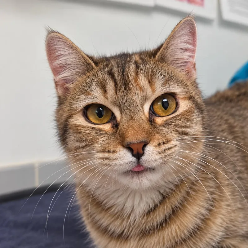 A baby small-sized female Brown / Chocolate Domestic Short Hair cat named Kat for adoption in Austin, TX