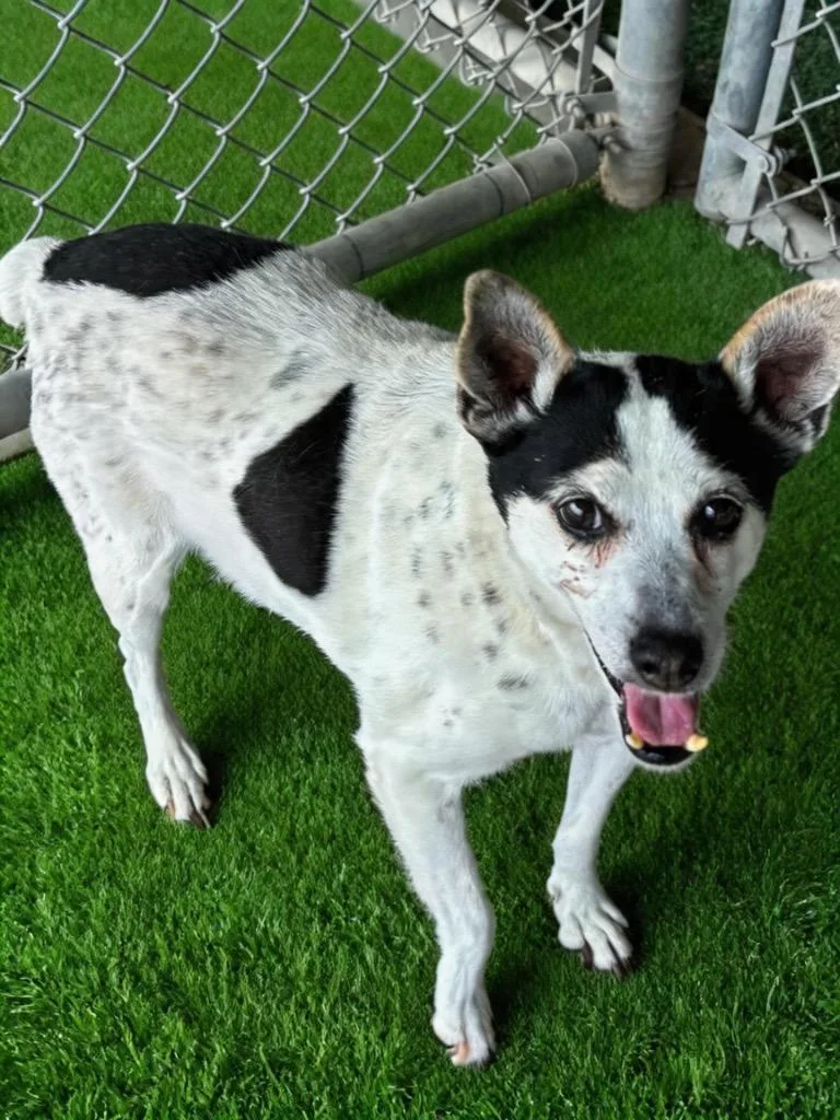 A senior medium-sized female Chihuahua dog named Cindy for adoption in Midland, TX