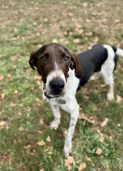 An adult medium-sized male Black Coonhound dog named Rowdy for adoption in Roseburg, OR