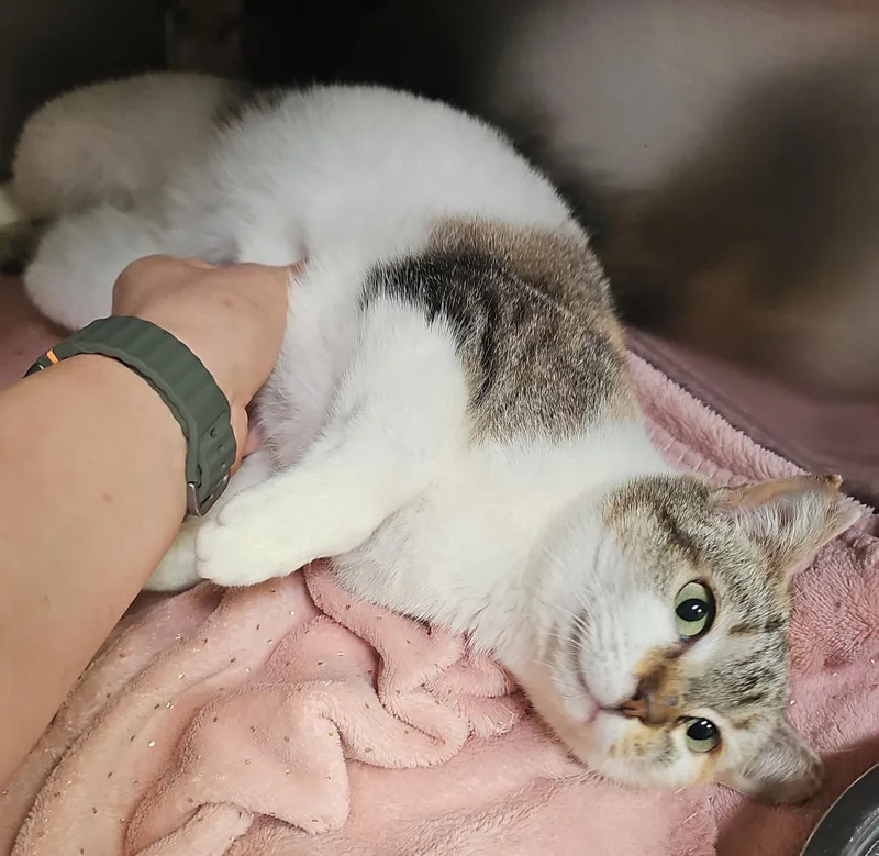 An adult medium-sized female Calico Domestic Short Hair cat named Dj for adoption in Fort Worth, TX