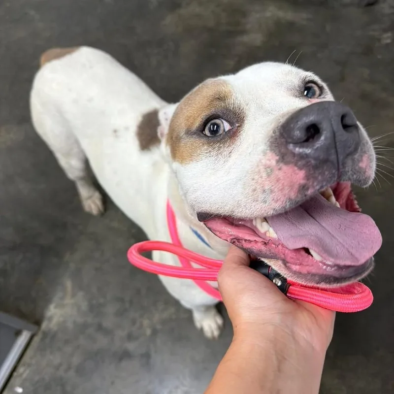 An adult large-sized male White / Cream Pit Bull Terrier dog named Milo for adoption in Princeton, KY