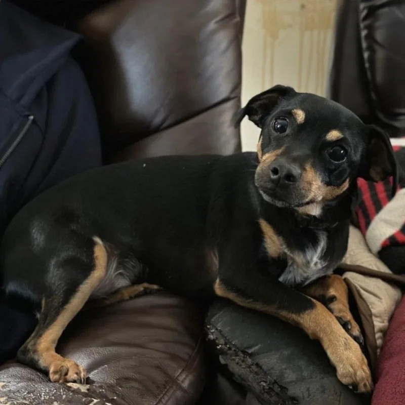 A young small-sized male Miniature Pinscher dog named Zoni for adoption in Weston, FL