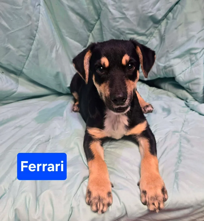 Ferrari
