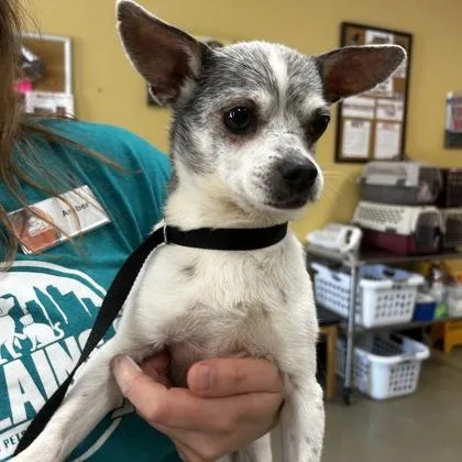 An adult small-sized female Chihuahua dog named Hershey for adoption in Merriam, KS