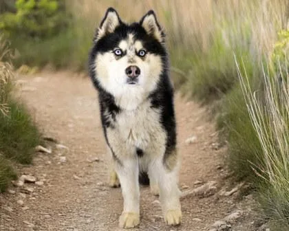 Chandler thumbnail 2