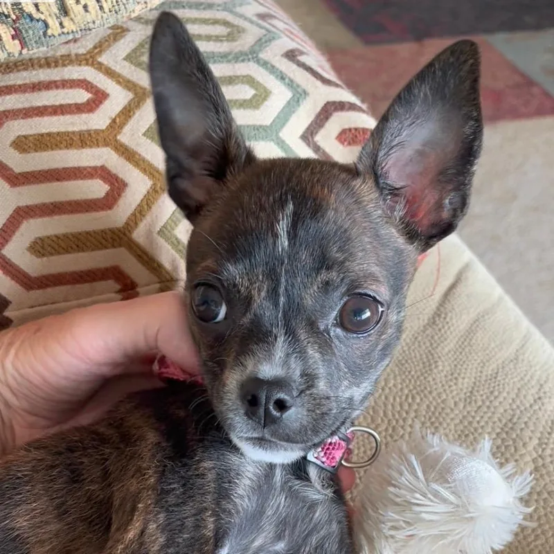 Angelina