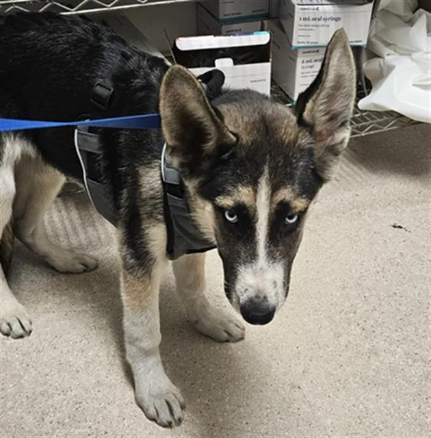 A baby small-sized male Siberian Husky dog named Buffalo for adoption in Bakersfield, CA