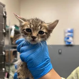A baby small-sized male Domestic Short Hair cat named Huey for adoption in Las Vegas, NV