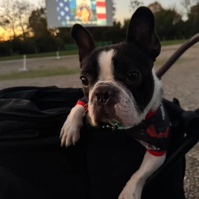 A young small-sized male French Bulldog dog named Frankie for adoption in Huber Heights, OH