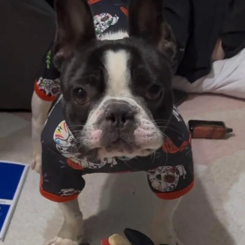 Frankie thumbnail 4