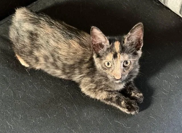 Speckles