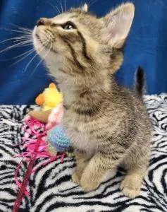 A young medium-sized male Domestic Short Hair cat named Liam for adoption in Bucyrus, OH