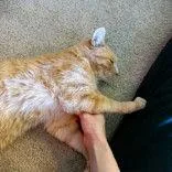 Tangerine thumbnail 3
