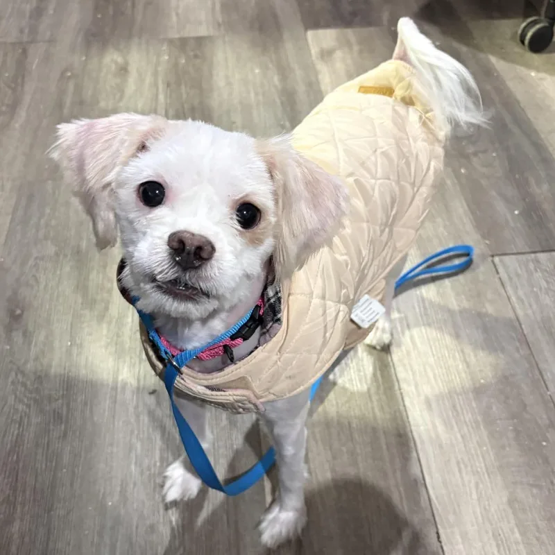 An adult small-sized male White / Cream Mixed Breed dog named Timon for adoption in Wappingers Falls, NY