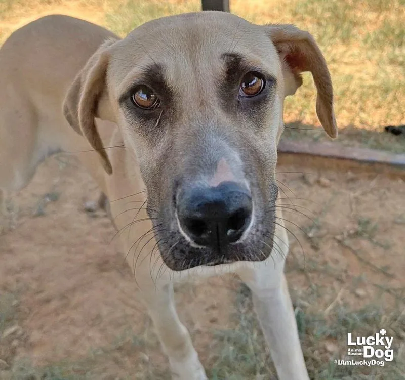 A young medium-sized female Shepherd dog named Pineapple for adoption in Washington, DC