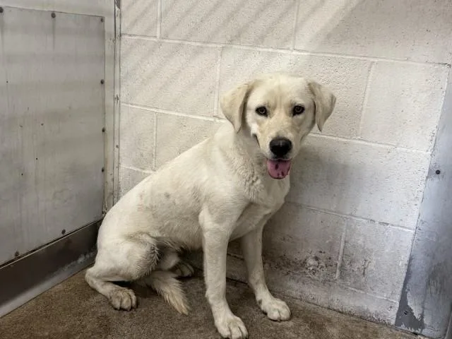 A young large-sized male Labrador Retriever dog named Cody for adoption in San Bernardino, CA