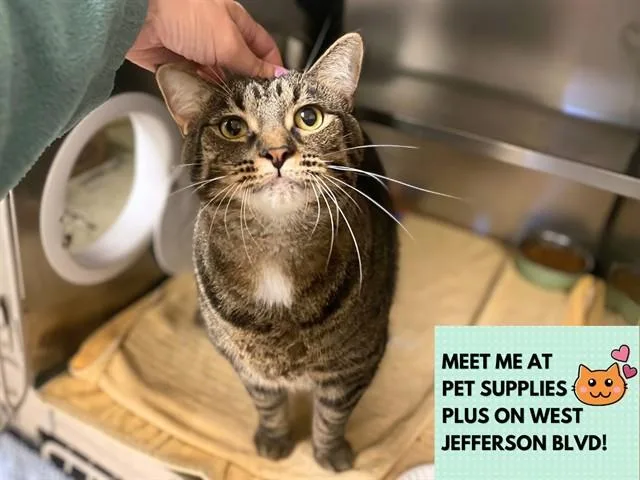 A young large-sized female Domestic Short Hair cat named Tilly for adoption in Fort Wayne, IN