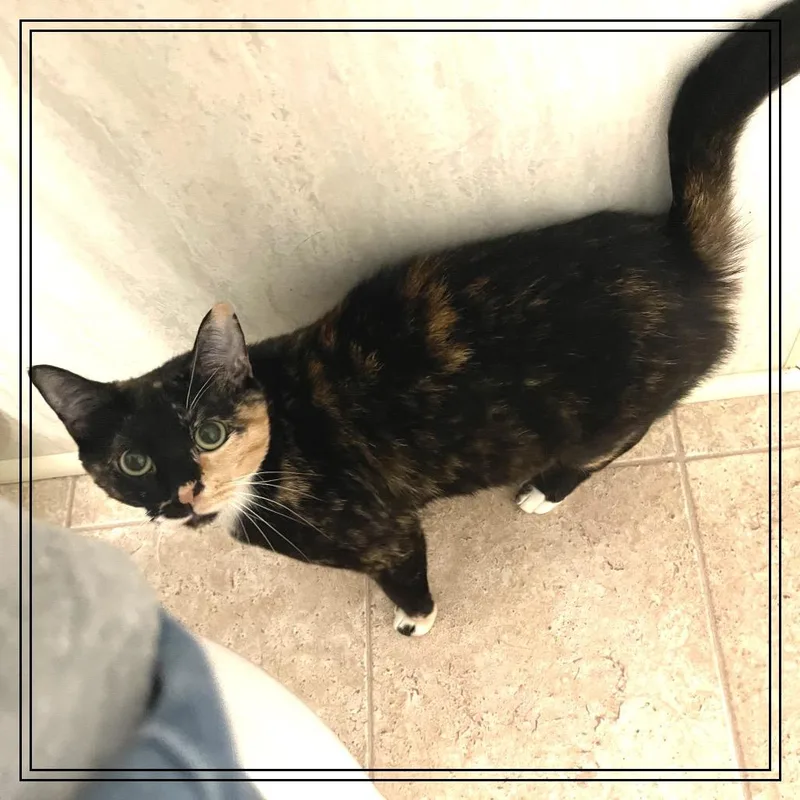 A young small-sized female Tortoiseshell Domestic Short Hair cat named Penny for adoption in Monroe, MI