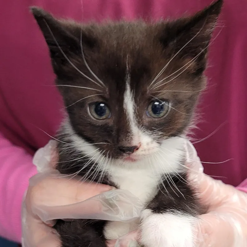 A baby small-sized male Black Domestic Short Hair cat named Sib for adoption in Newark, NJ