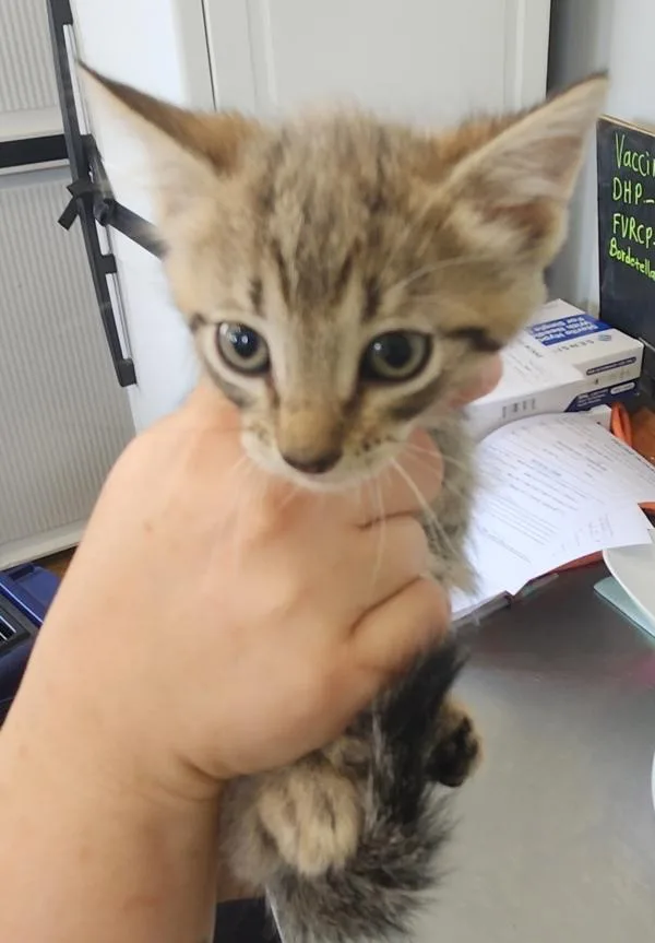 A baby small-sized male Domestic Short Hair cat named Mopper for adoption in Cleveland, TN