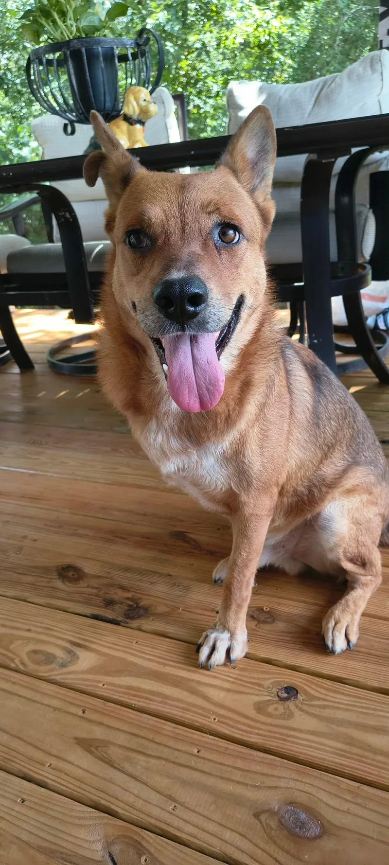 An adult medium-sized male Carolina Dog dog named Wiley for adoption in Houston, TX