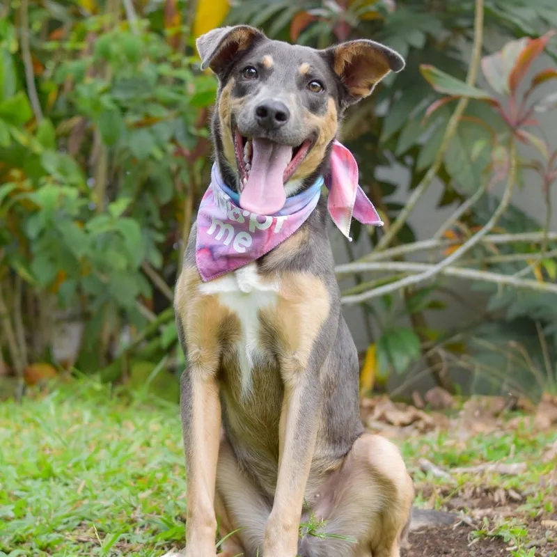 A young medium-sized female Black Mixed Breed dog named Kiki for adoption in Kailua Kona, HI