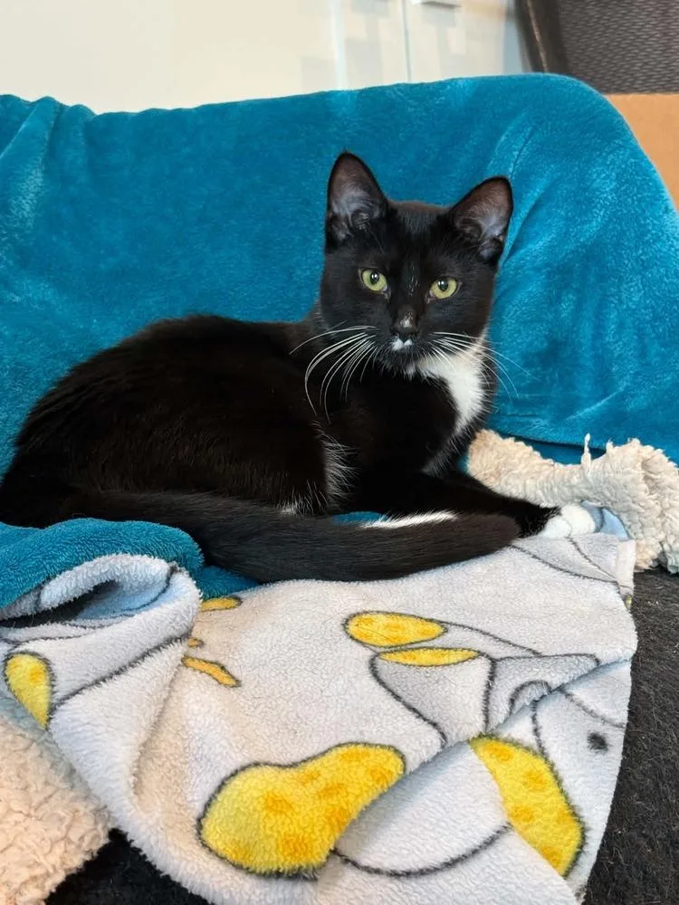 A baby small-sized female Black & White / Tuxedo Domestic Medium Hair cat named Fluffy for adoption in Vancouver, WA
