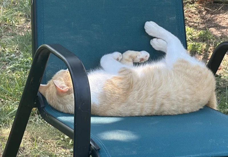 Daisy Mae thumbnail 2