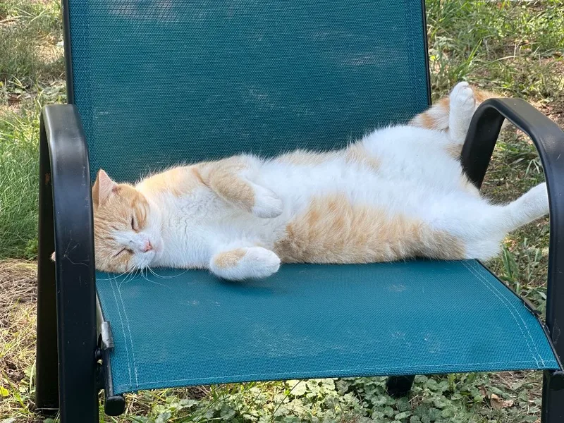 Daisy Mae thumbnail 3