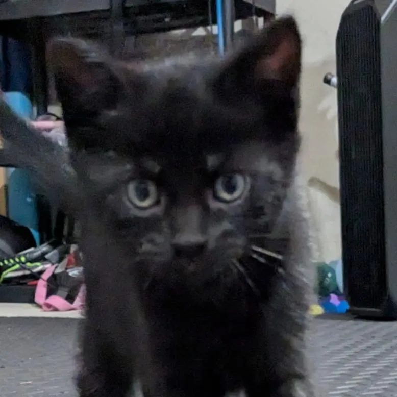 A baby small-sized male Black Domestic Short Hair cat named Goob for adoption in Carmel, IN
