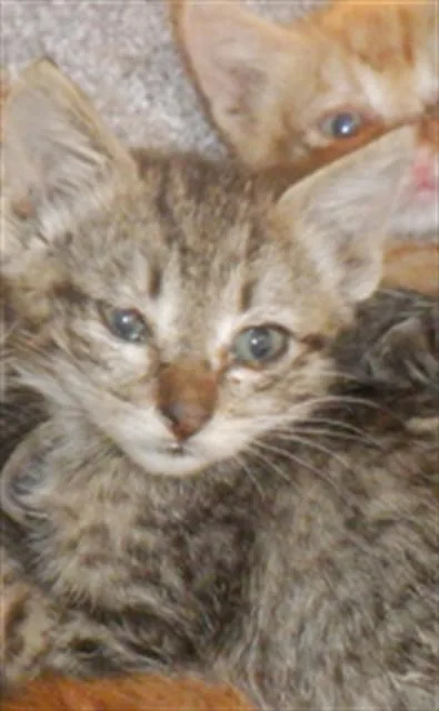A baby small-sized female Domestic Short Hair cat named Reyna for adoption in San Jose, CA