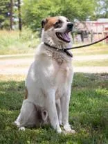 An adult large-sized male Great Pyrenees dog named Keystone for adoption in La Grange, TX