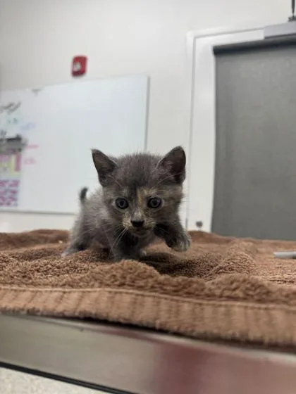 A baby small-sized female Gray / Blue / Silver Domestic Short Hair cat named Hattie for adoption in Kansas City, MO