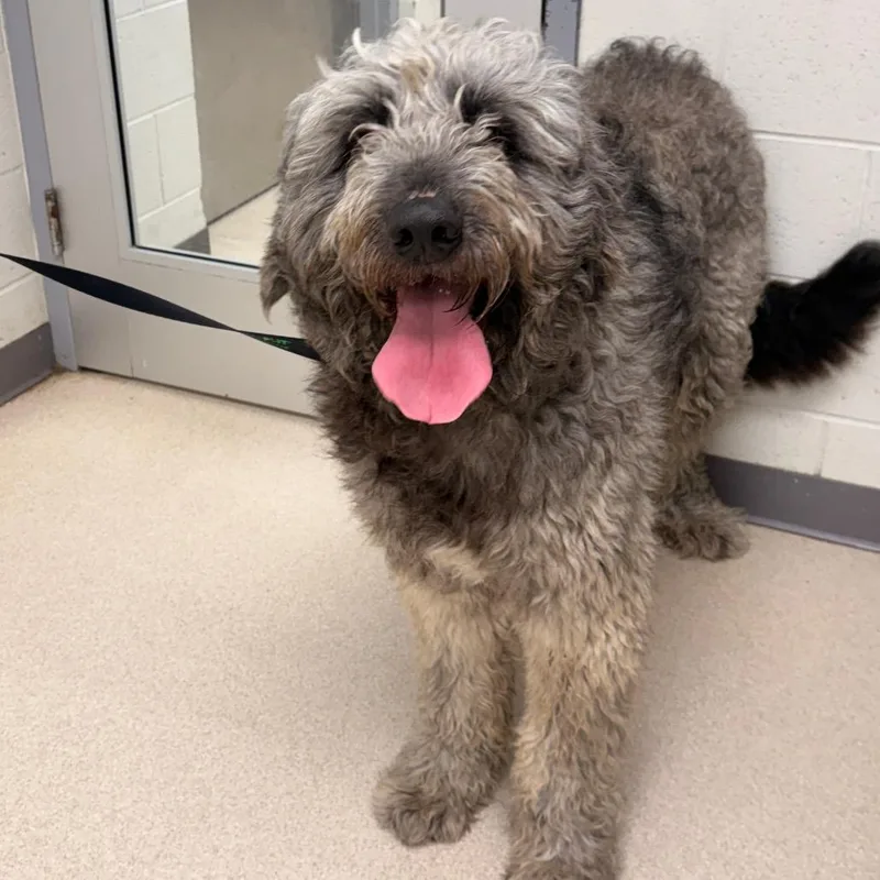 An adult large-sized male Gray / Blue / Silver Great Pyrenees dog named Oso for adoption in Evansville, IN