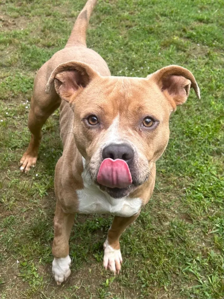 An adult medium-sized female Pit Bull Terrier dog named Loba for adoption in Benton, AR